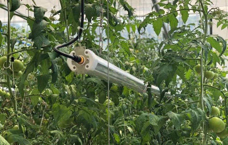 LED grow light interlighting for tomatoes