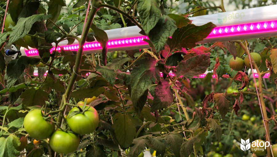 inter lighting for vine crops