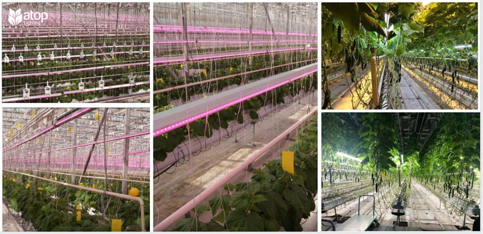 interlighting cucumber tomatoes LED grow light