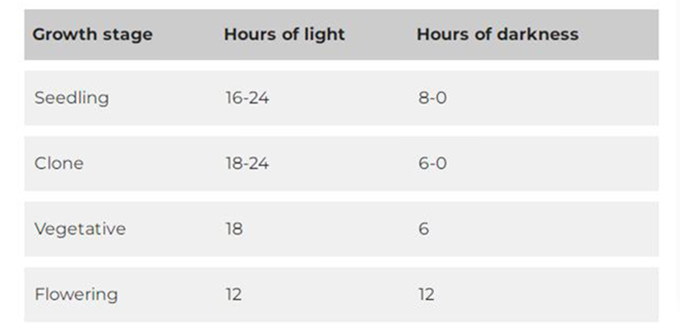 lighting for cannabis in different growing stages