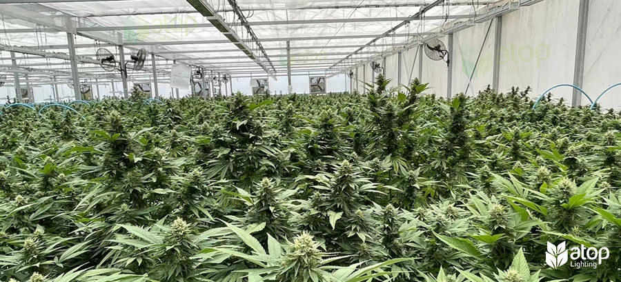 top lighting for tailan legal cannabis