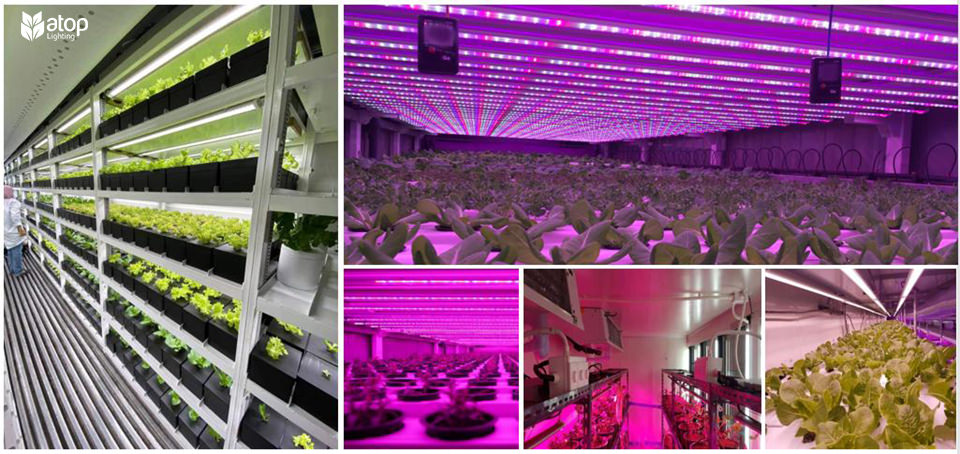 vertical farm rack lighting grow light