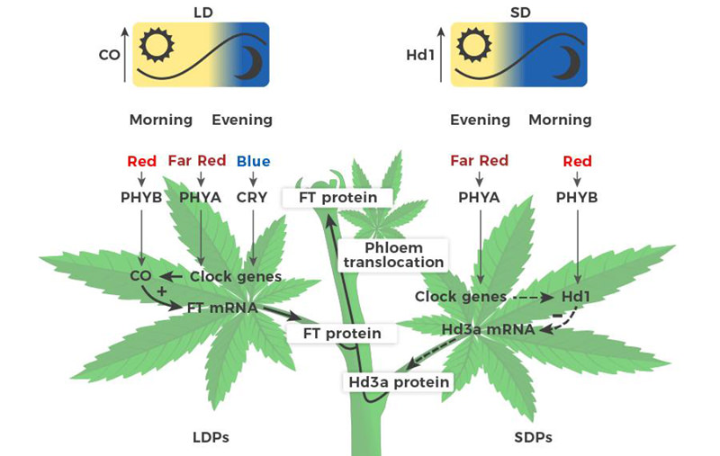 why cannabis need darkness