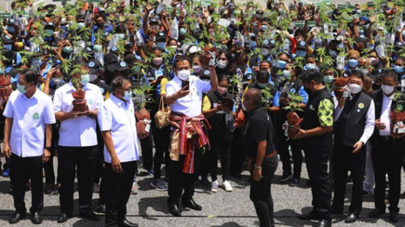 free cannabis plants handed out thailan