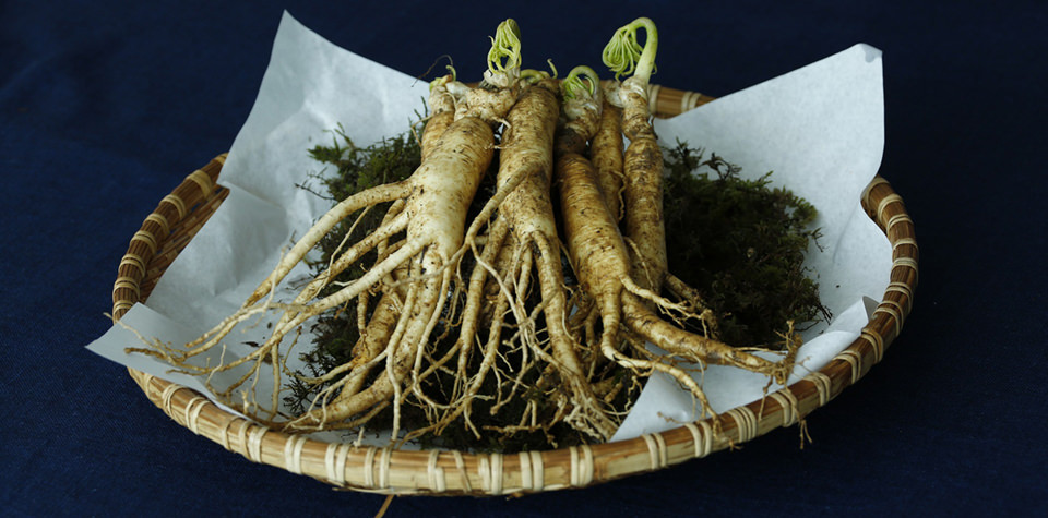 ginseng cultivaiton indoor medical ginseng