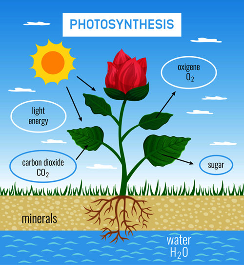 photosynthesis