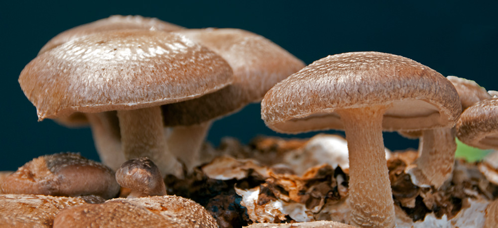 shiitake mushroom growing harvest