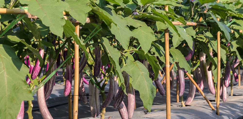 stake and sterile of eggplant cultivation