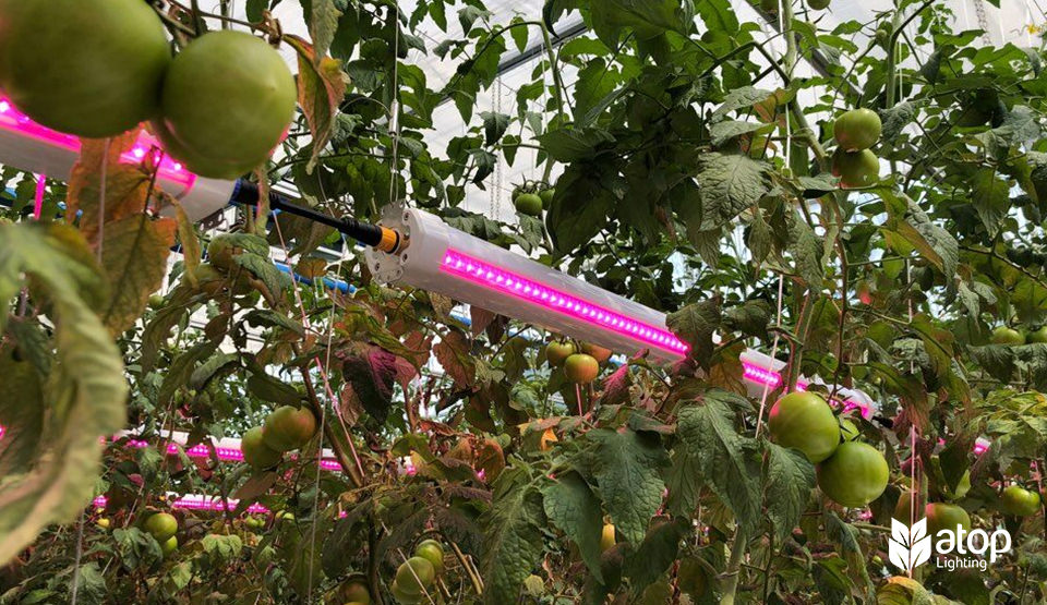 LED grow lights for growing tomato greenhouse