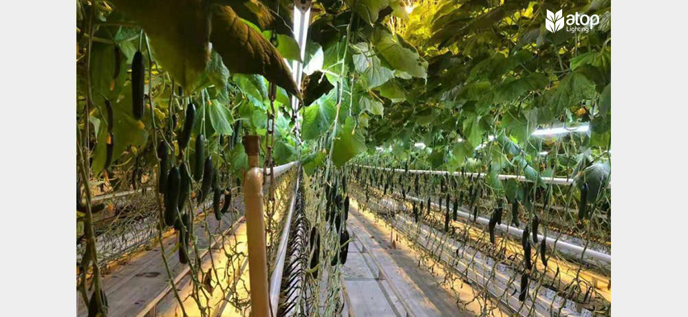 greenhouse cucumber harvest with led interlighting