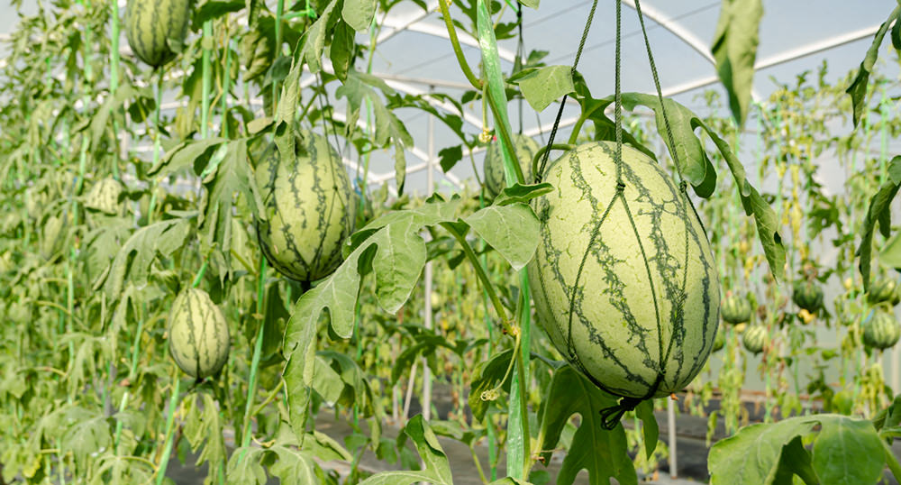 greenhouse watermelon