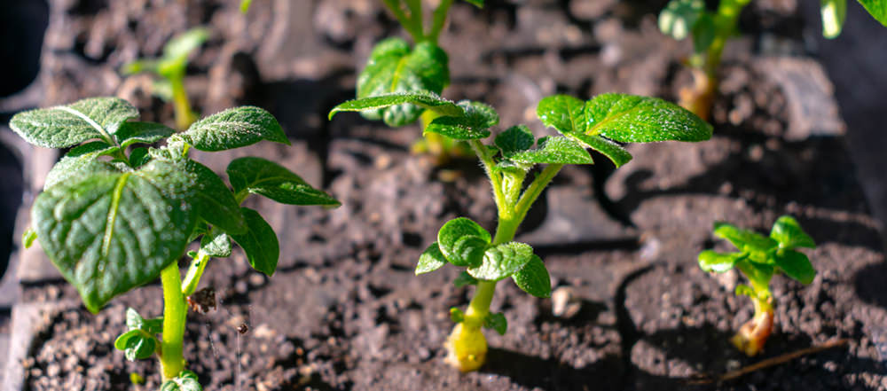 potato plant factory seedlings