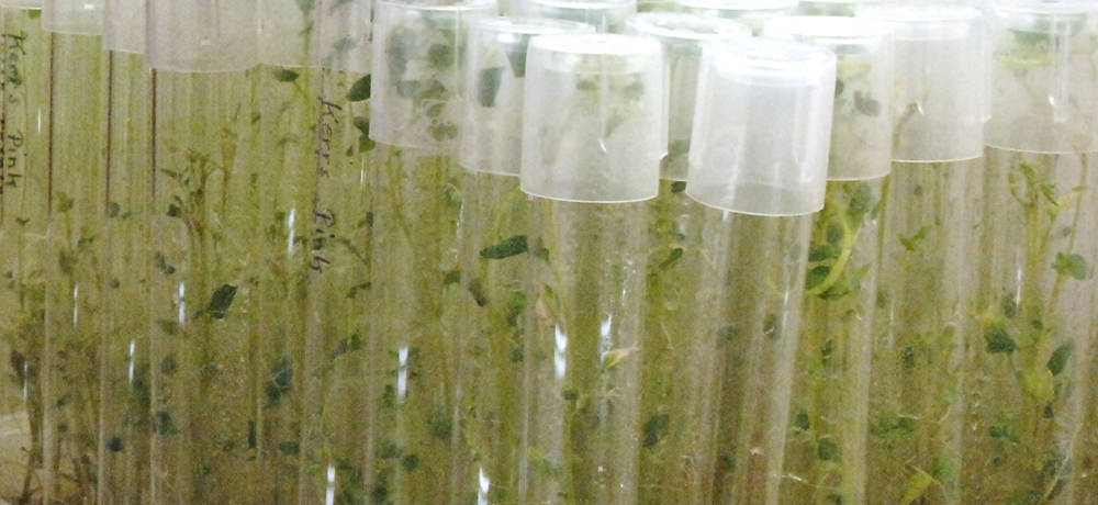 potato plants in vitro