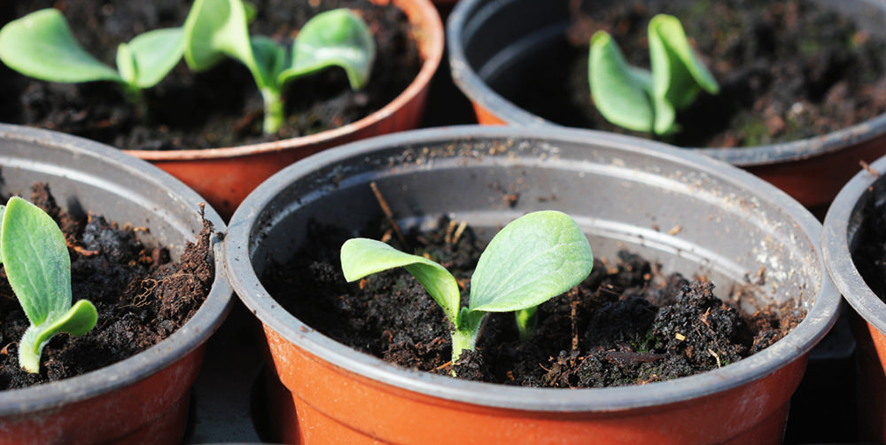 pumpkins seeds germination