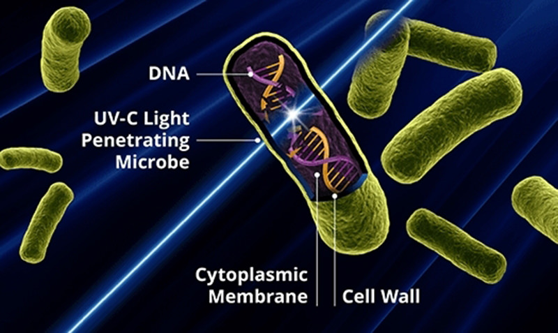 virus structure