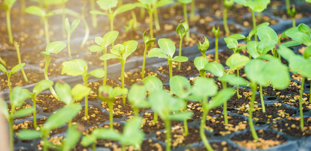 watermelon seedings sowing seed