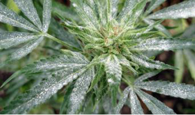 Powdery Mildew