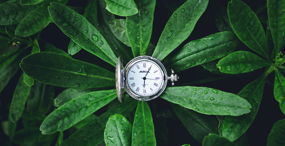 Circadian Rhythm How Plants Tell Time