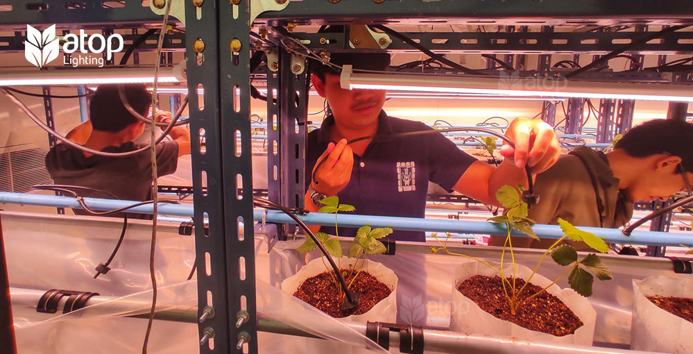 indoor vertical farm strawberry