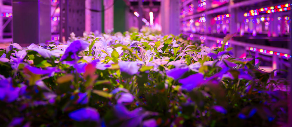 indoor arugula growing vertical farms