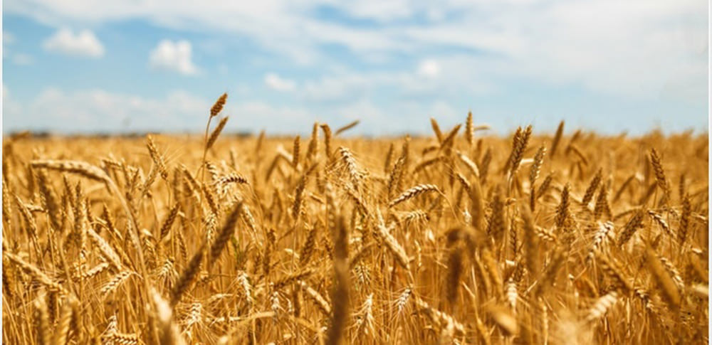 outdoor wheat blue sky