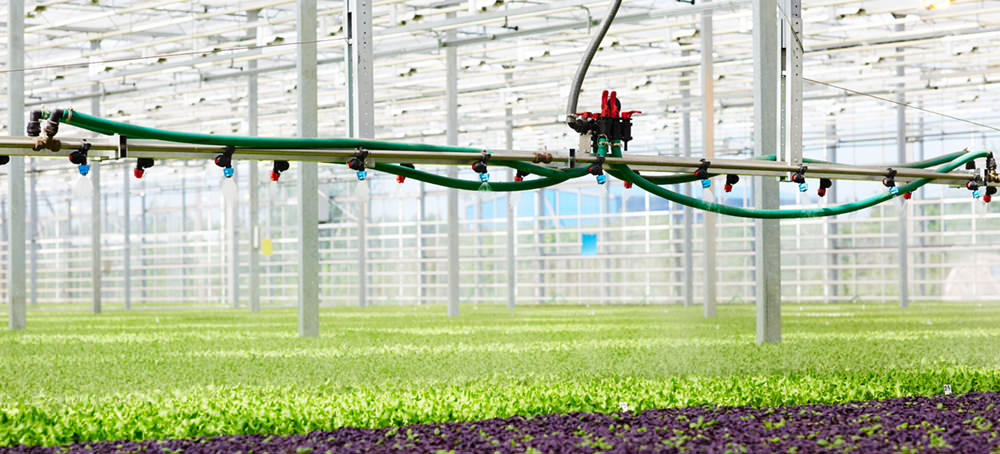 commercial grow room irrigation system greenhouse