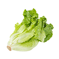 lettuce