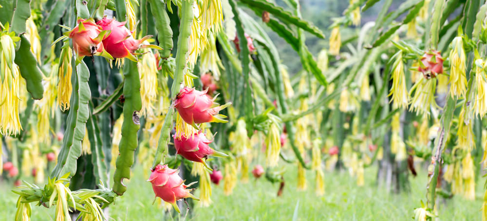 dargon fruit plants