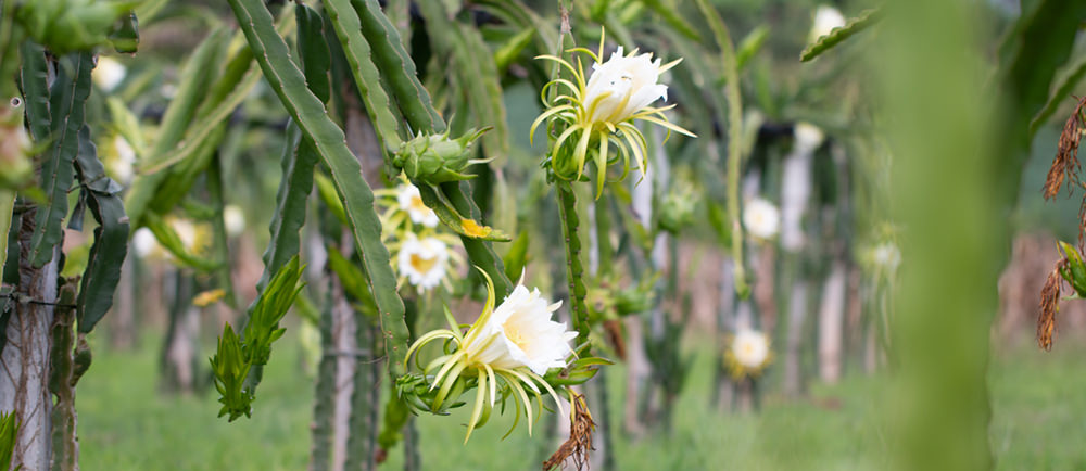 dragon fruit plant flowering