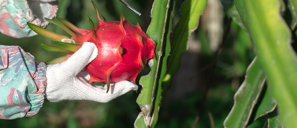 harvest dragon fruits