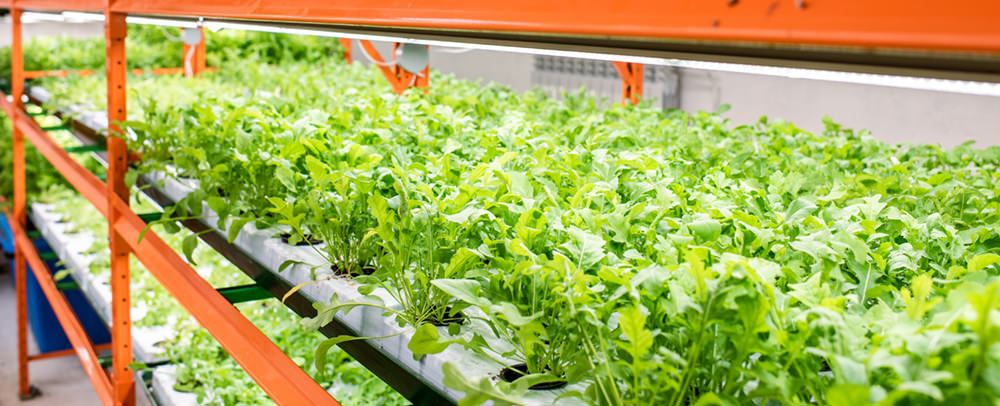 leafy greens led lighting indoor farms