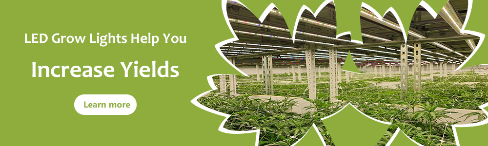 LED Grow Lights Help You Increase Yields