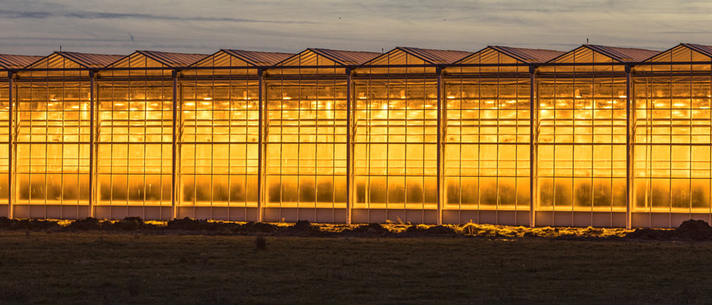 greenhouse bright lighting during dark