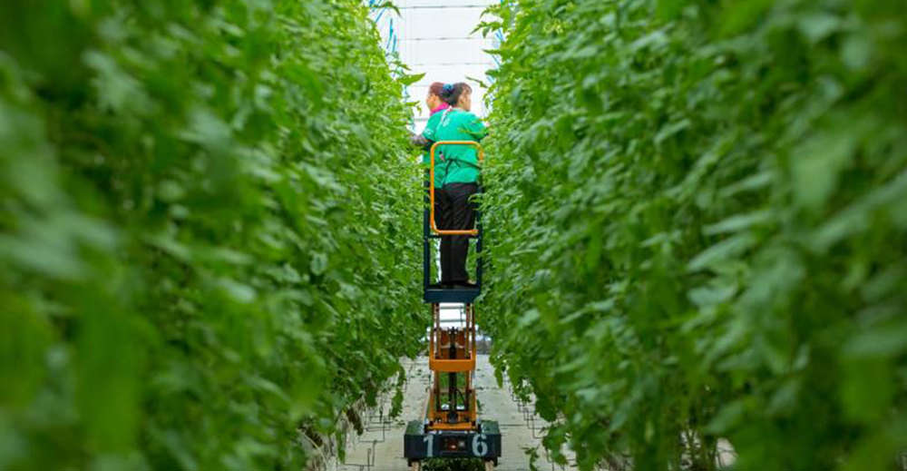 greenhouse vine crop management