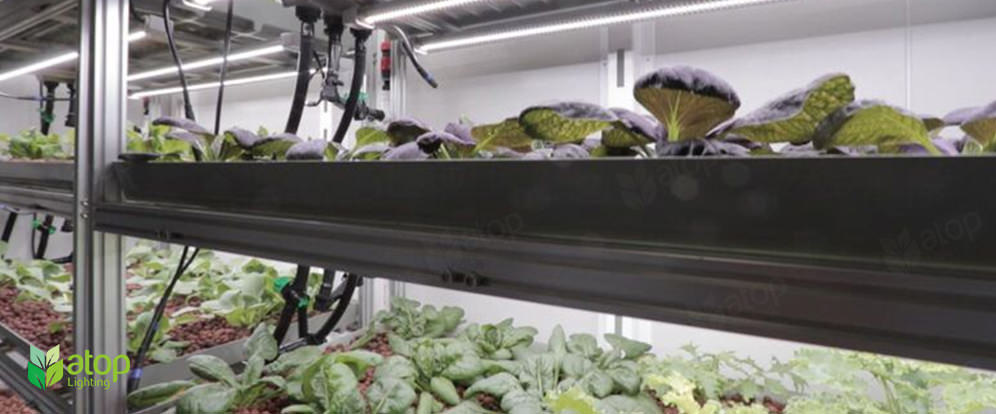 vertical farms leafy greens atop lighting