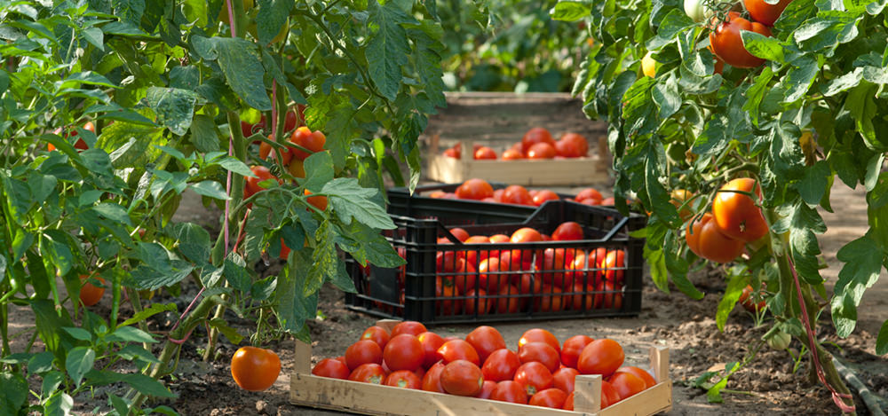 soil growing tomatoes