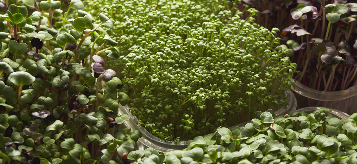 various types of microgreens