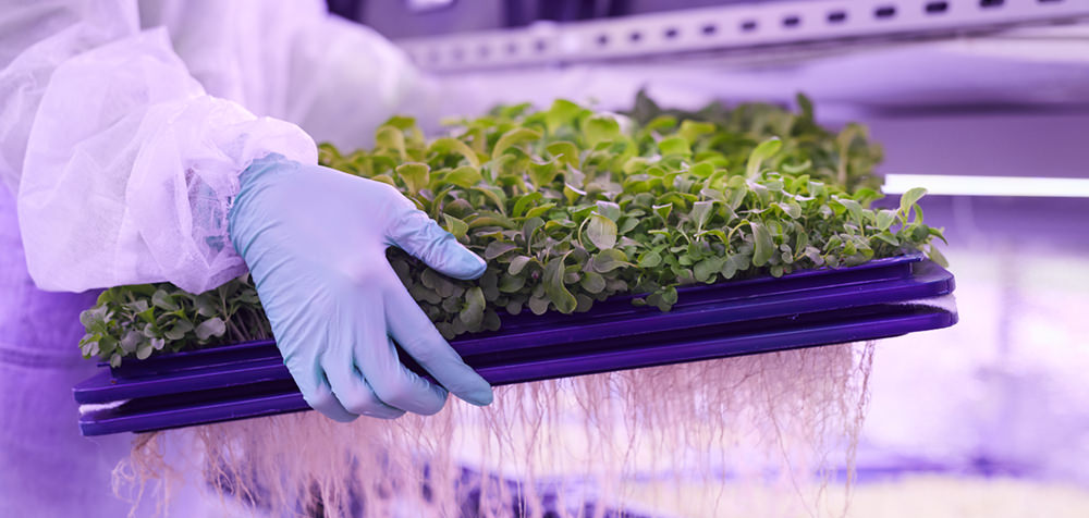 workers wearing gloves in vertical farms