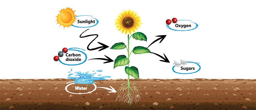 plant photosynthesis