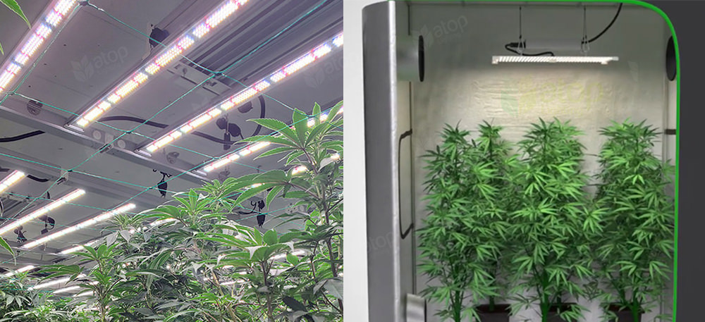 grow room and grow tent