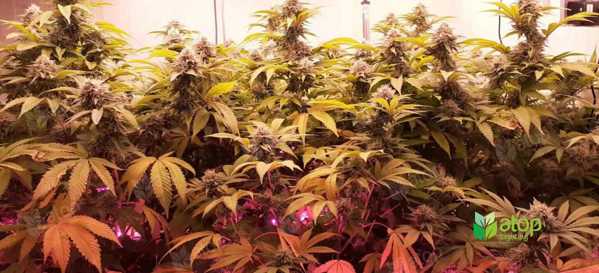 cannabis inter lighting