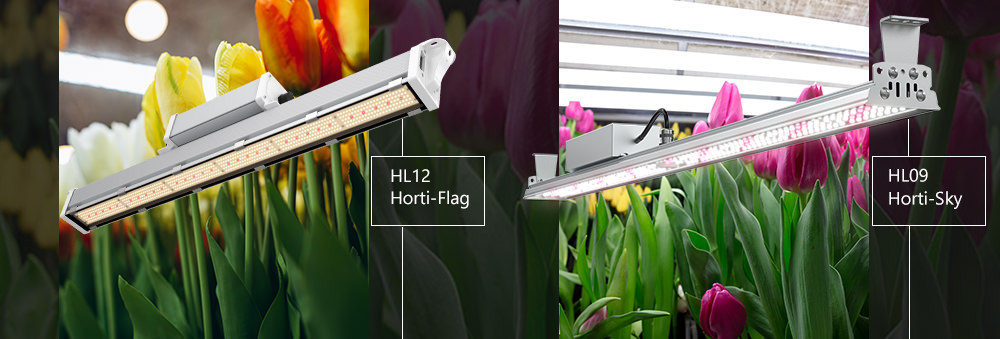 LED-grow-light-for-growing-tulip