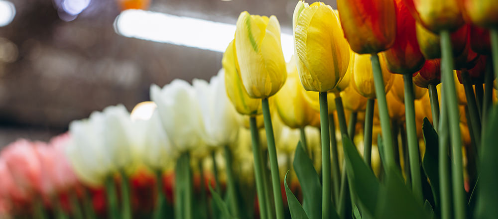 white and yellow tulip grow under white LED grow light vertical farms