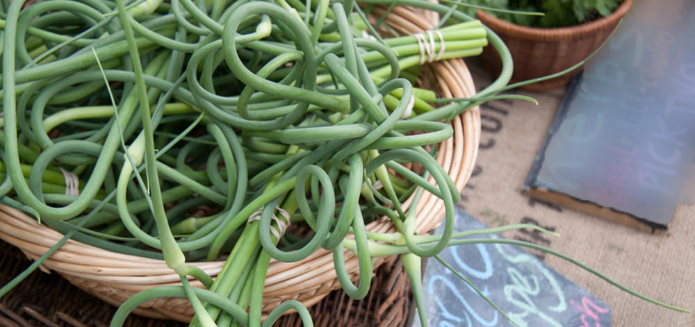 garlic scape