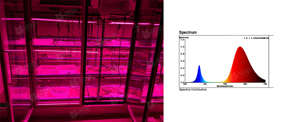 red light for indoor growingg vertical racks