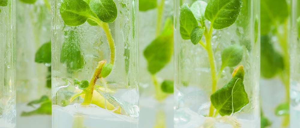 tissue culture plants propagation