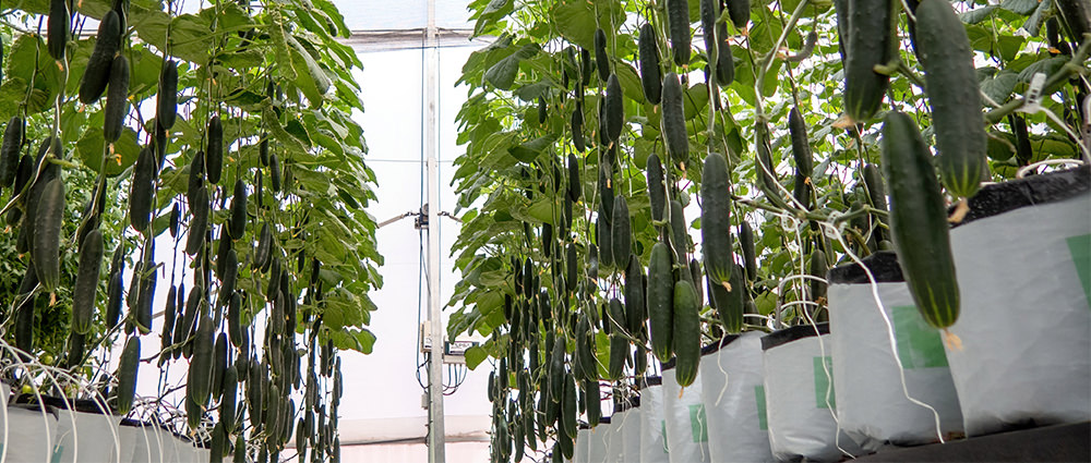 vertical grown cucumbers