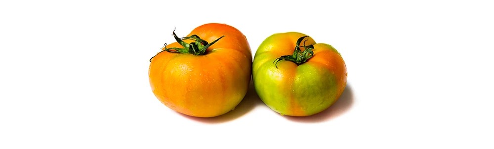 Blotchy ripening of tomatoes
