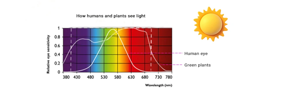 How humans and plants see light 