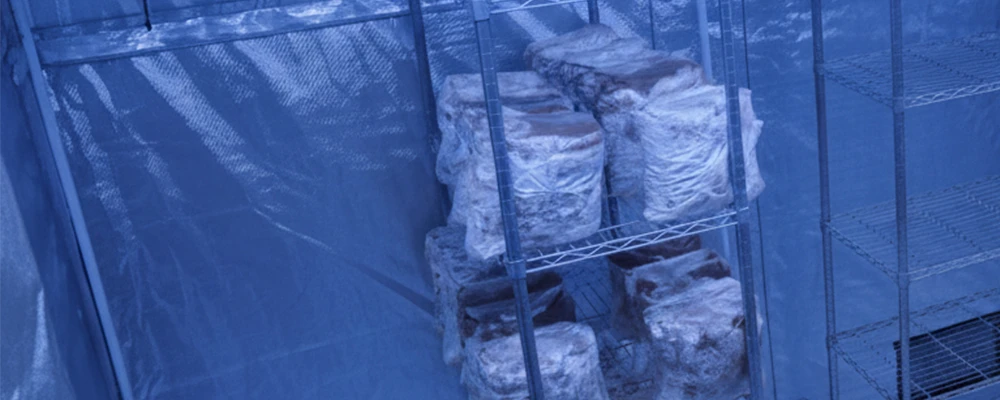 Lion's Mane Mushrooms grown indoors under blue light